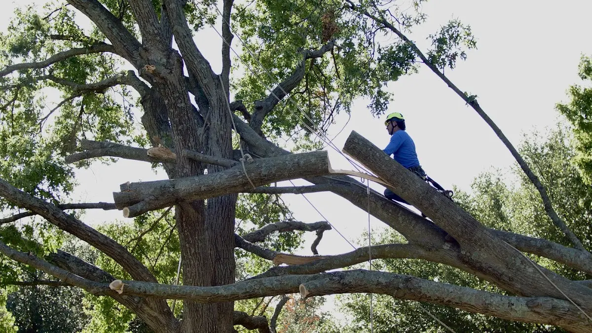 Professional Crown Thinning performed by certified arborists in Spring Mount